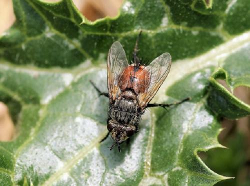 Peleteria rubescens